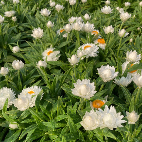 Bracteantha Dreamtime Jumbo Blanche