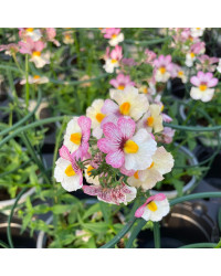 Nemesia Retombant Sunsatia Plus Lychee