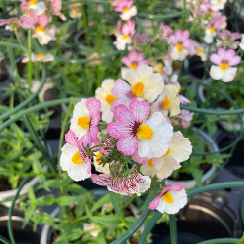 Nemesia Retombant Sunsatia Plus Lychee