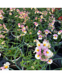 Nemesia Retombant Sunsatia Plus Lychee