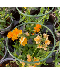Nemesia Retombant Sunsatia Pomelo