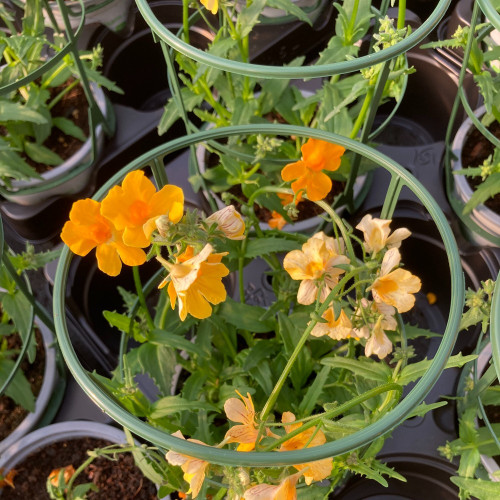 Nemesia Retombant Sunsatia Pomelo