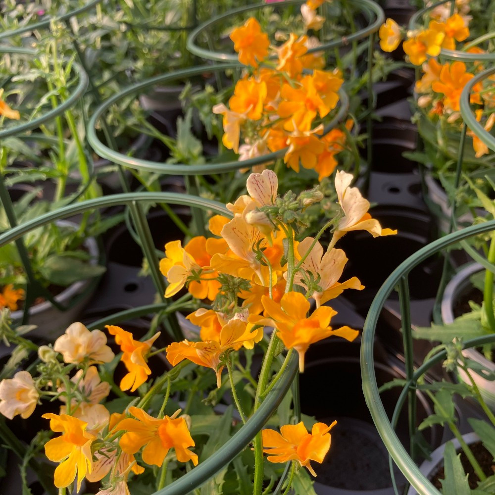 Nemesia Retombant Sunsatia Pomelo