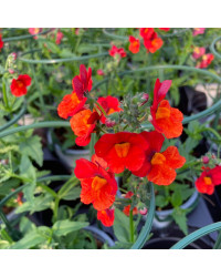 Nemesia Retombant Sunsatia Plus Clementine
