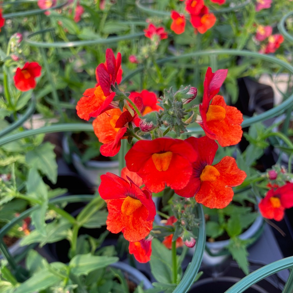 Nemesia Retombant Sunsatia Plus Clementine