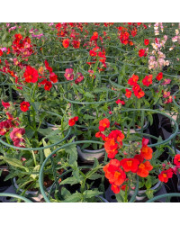 Nemesia Retombant Sunsatia Plus Clementine