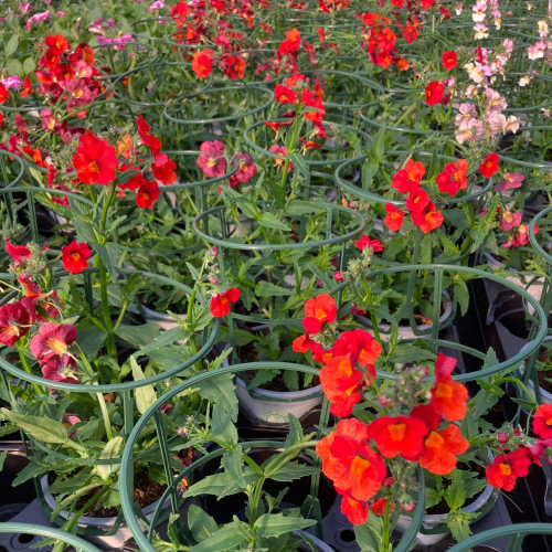 Nemesia Retombant Sunsatia Plus Clementine