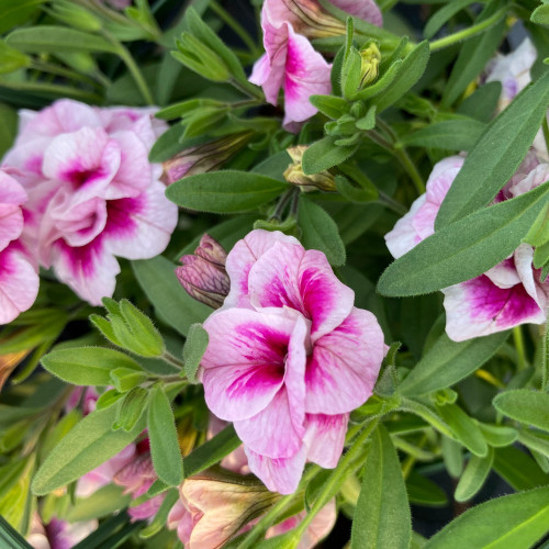 Calibrachoa Uno Double Pinktastic