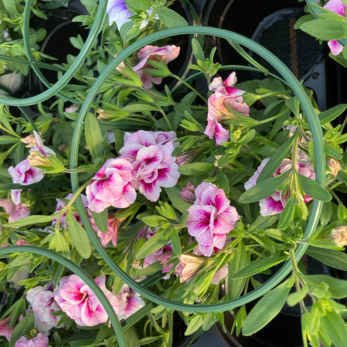 Calibrachoa Uno Double Pinktastic