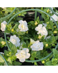 Calibrachoa Uno Double White Pink Vein