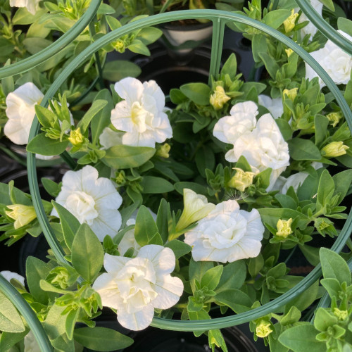 Calibrachoa Uno Double White Pink Vein