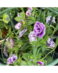 Calibrachoa Uno Double Lavtastic