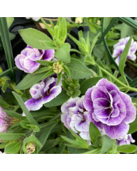 Calibrachoa Uno Double Lavtastic