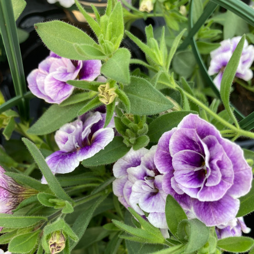 Calibrachoa Uno Double Lavtastic