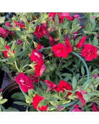 Calibrachoa Neo Double Dark Red