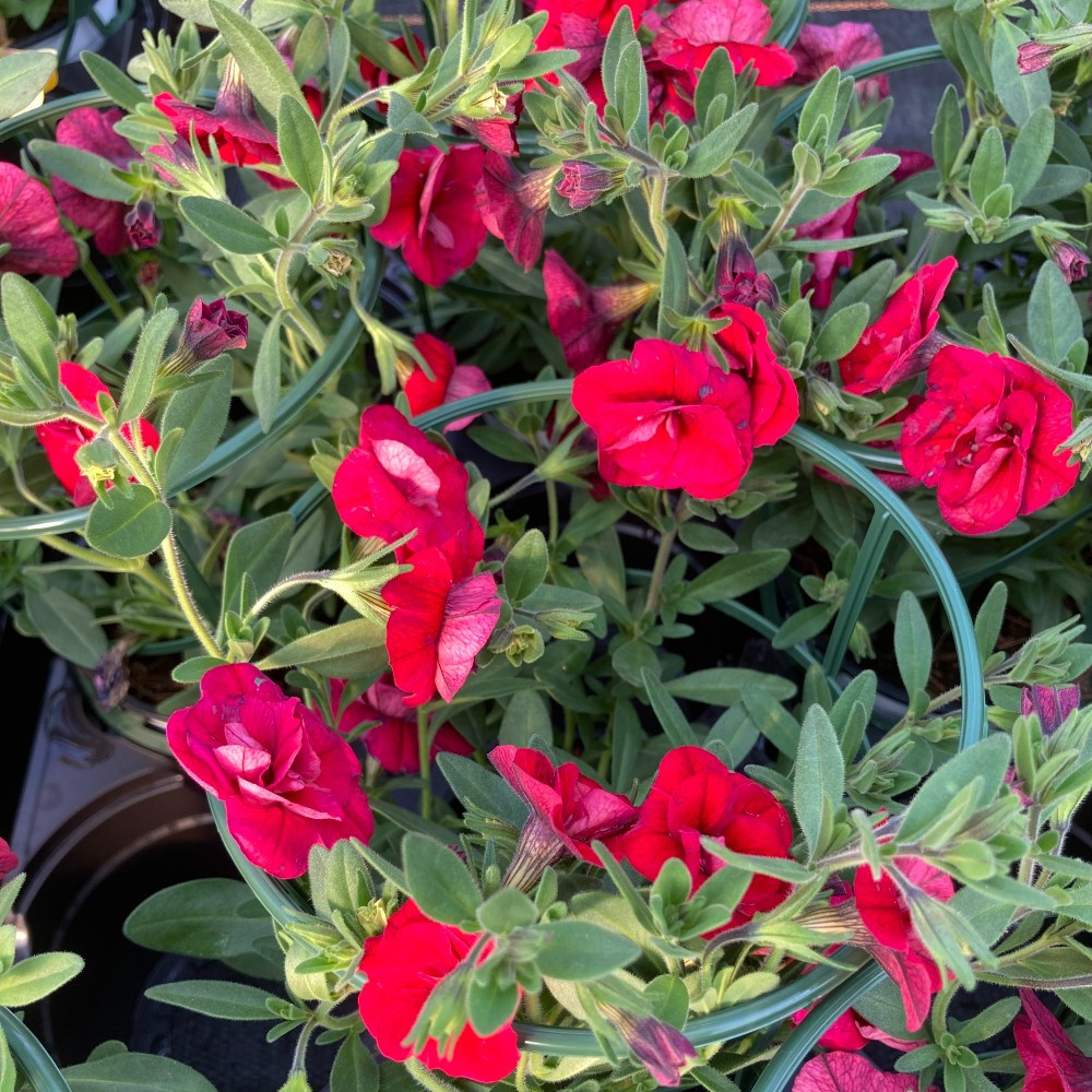 Calibrachoa Neo Double Dark Red