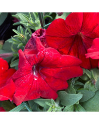 Petunia Surfinia Deep Red