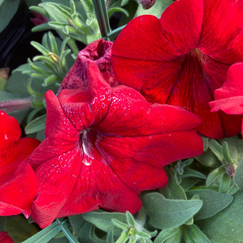 Petunia Surfinia Deep Red