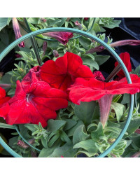 Petunia Surfinia Deep Red