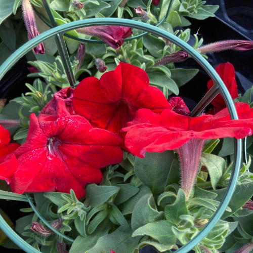 Petunia Surfinia Deep Red