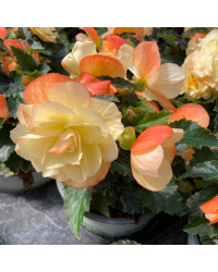 Begonia I'Conia Aroma Peach
