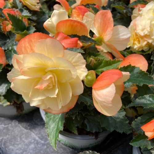 Begonia I'Conia Aroma Peach