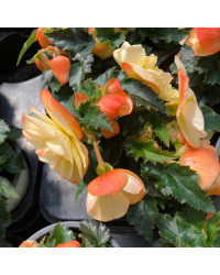Begonia I'Conia Aroma Peach