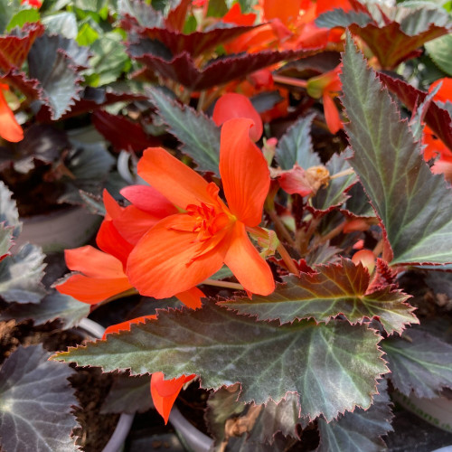 Begonia I'conia Portofino Coral