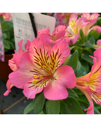 Alstroemère : Lys des Incas Inticancha 'Sunshine'