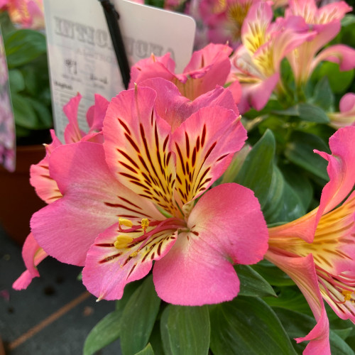 Alstroemère : Lys des Incas Inticancha 'Sunshine'