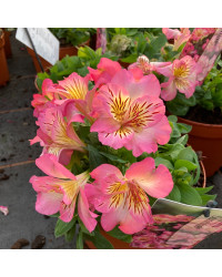 Alstroemère : Lys des Incas Inticancha 'Sunshine'