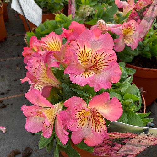 Alstroemère : Lys des Incas Inticancha 'Sunshine'