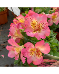 Alstroemère : Lys des Incas Inticancha 'Sunshine'