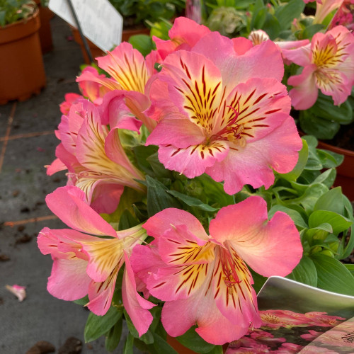 Alstroemère : Lys des Incas Inticancha 'Sunshine'