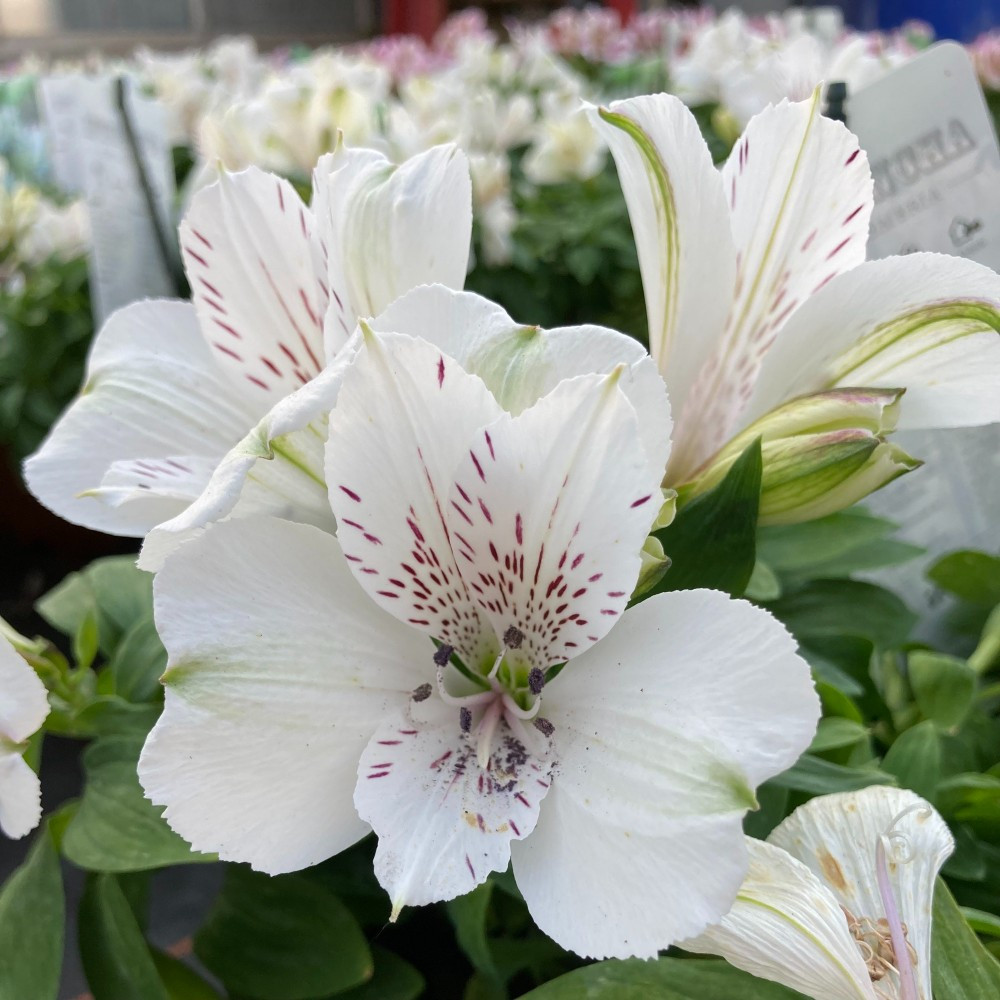 Lys des Incas Summer Sky fleurs couleur blanche