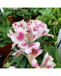Alstroemère : Lys des Incas Inticancha 'White Pink Heart'