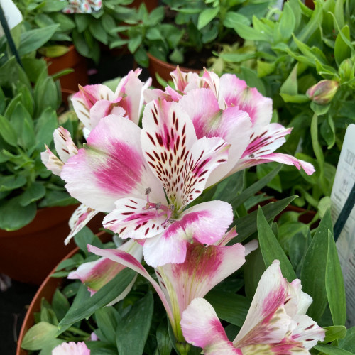 Alstroemère : Lys des Incas Inticancha 'White Pink Heart'