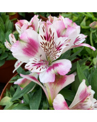 Alstroemère : Lys des Incas Inticancha 'White Pink Heart'