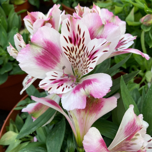 Alstroemère : Lys des Incas Inticancha 'White Pink Heart'