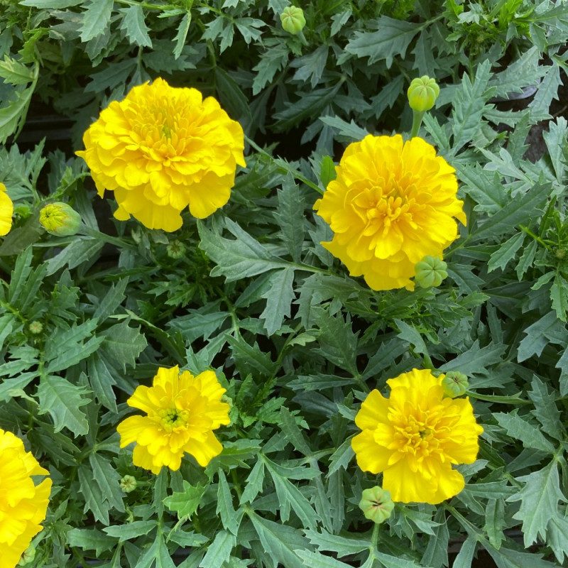 Oeillet d'Inde Durango Jaune fleurs couleur Jaune