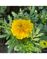 oeillet d'inde Durango Jaune