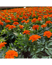 oeillet d'inde Durango Orange