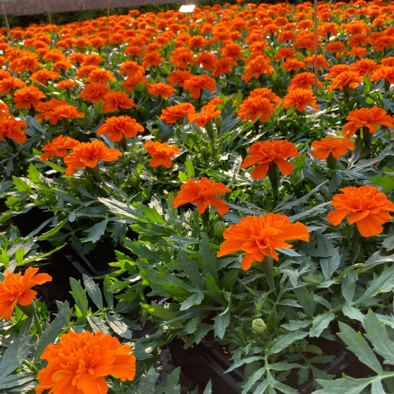 Oeillet d'Inde Durango Orange fleurs couleur Orange