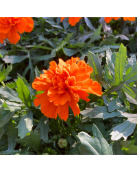 oeillet d'inde Durango Orange
