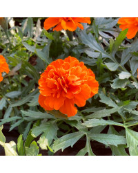 oeillet d'inde Durango Orange