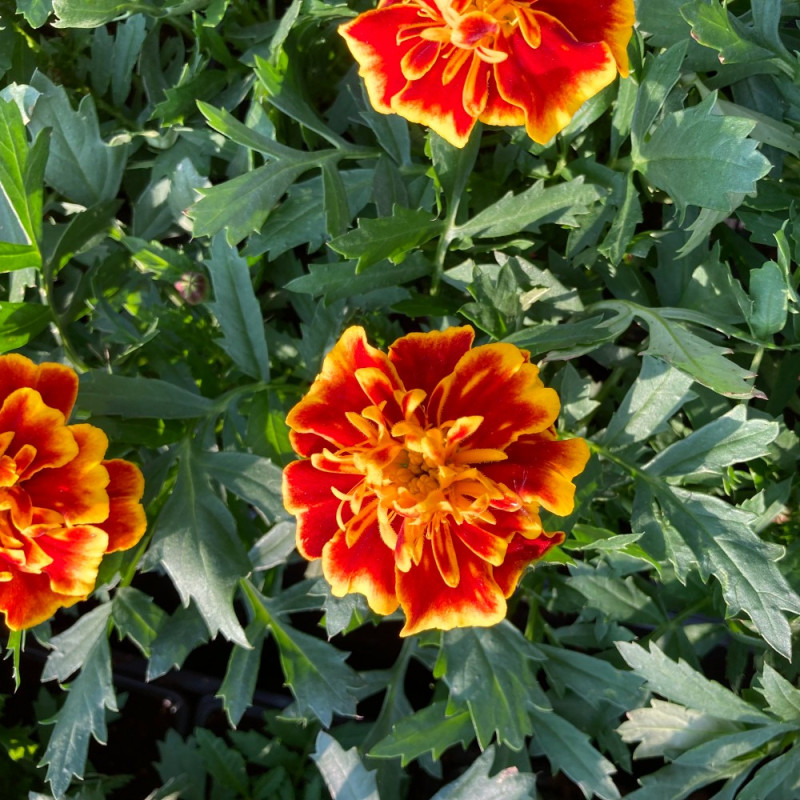 Oeillet d'Inde Durango Bee fleurs couleur Rouge à bord jaune