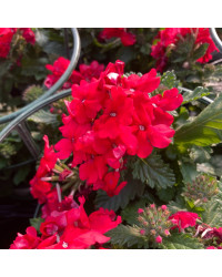 Verveine Retombante Lanai Early Scarlet
