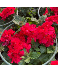 Verveine Retombante Lanai Early Scarlet