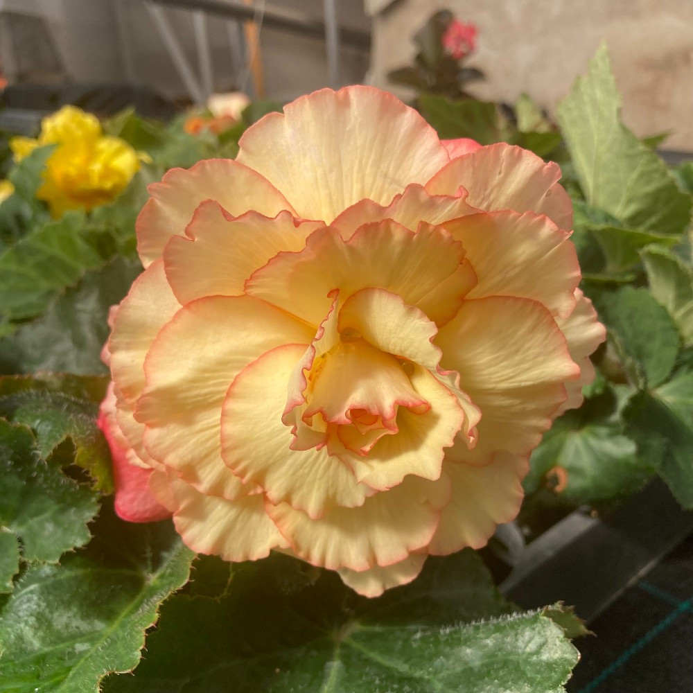 Begonia Tubereux Cameleon Red Yellow