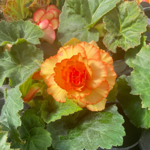 Begonia Tubereux Cameleon Red Yellow